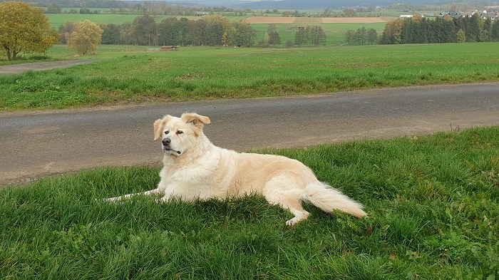 Nachruf Andrassyn (ehem. Balou)