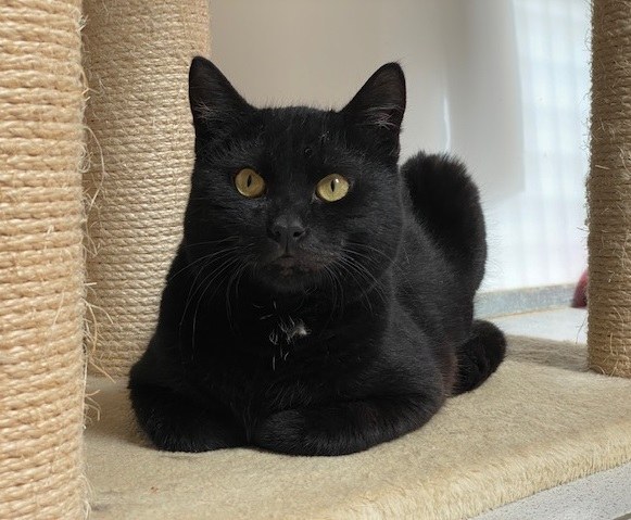 Zorro