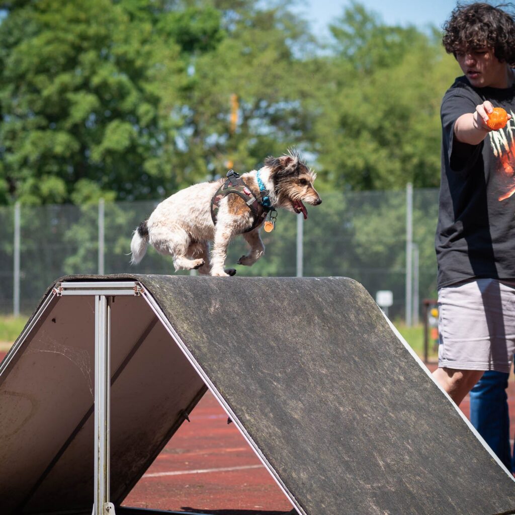 Gelungenes Tierheimfest