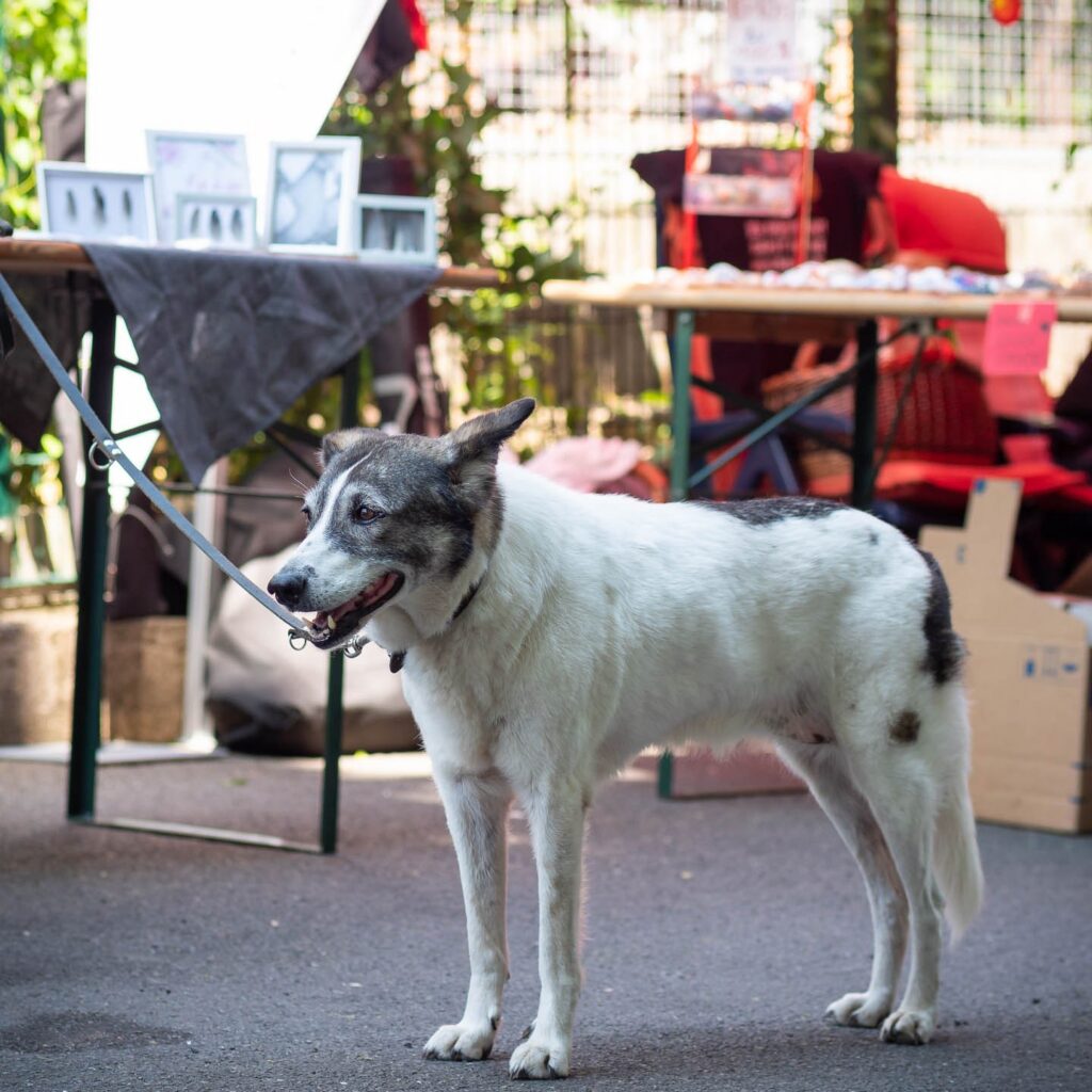 Gelungenes Tierheimfest