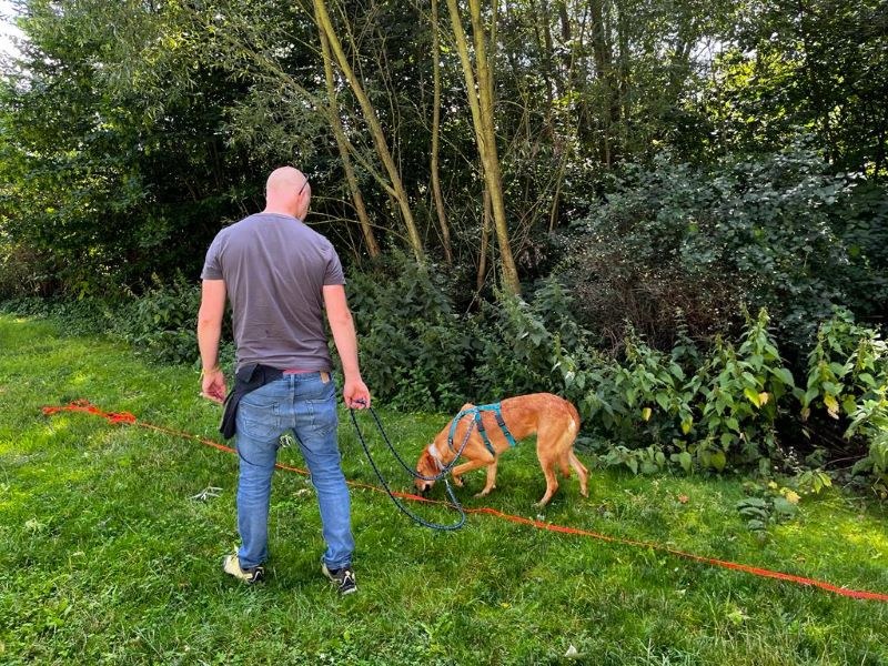Kurse für ängstliche, sensible und unsichere Hunde