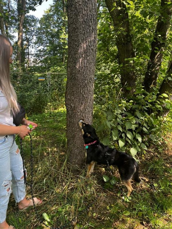 Kurse für ängstliche, sensible und unsichere Hunde
