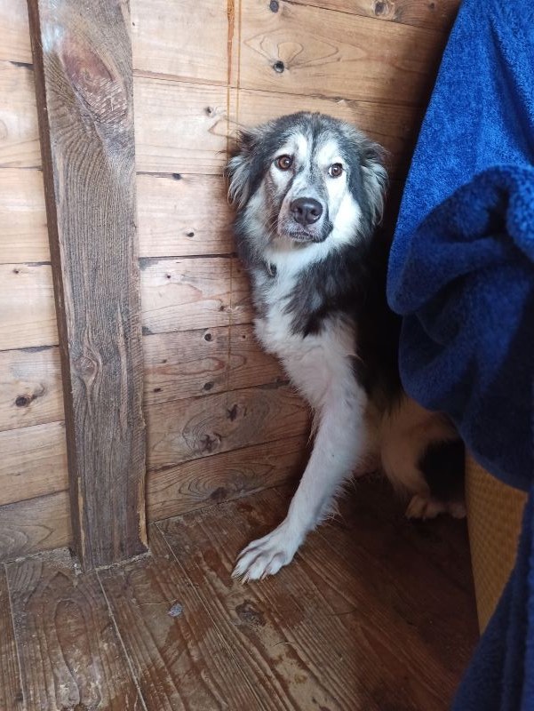 Kurse für ängstliche, sensible und unsichere Hunde