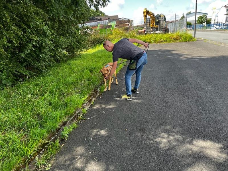Kurse für ängstliche, sensible und unsichere Hunde