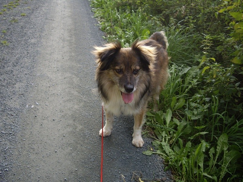 Asmus