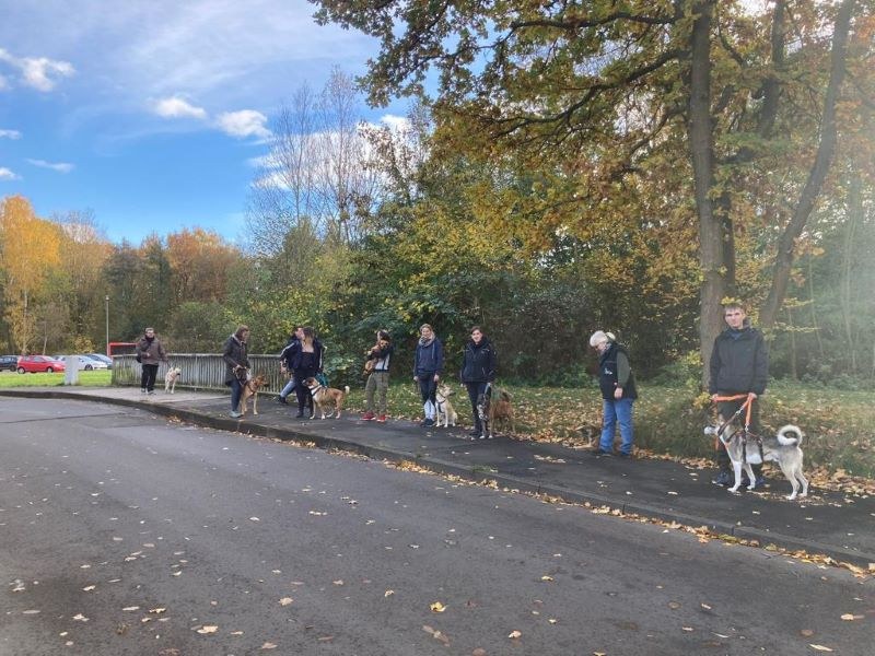 Tierheiminterne Hundeschule