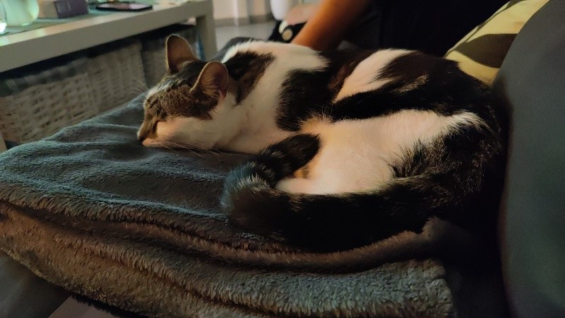 Loki