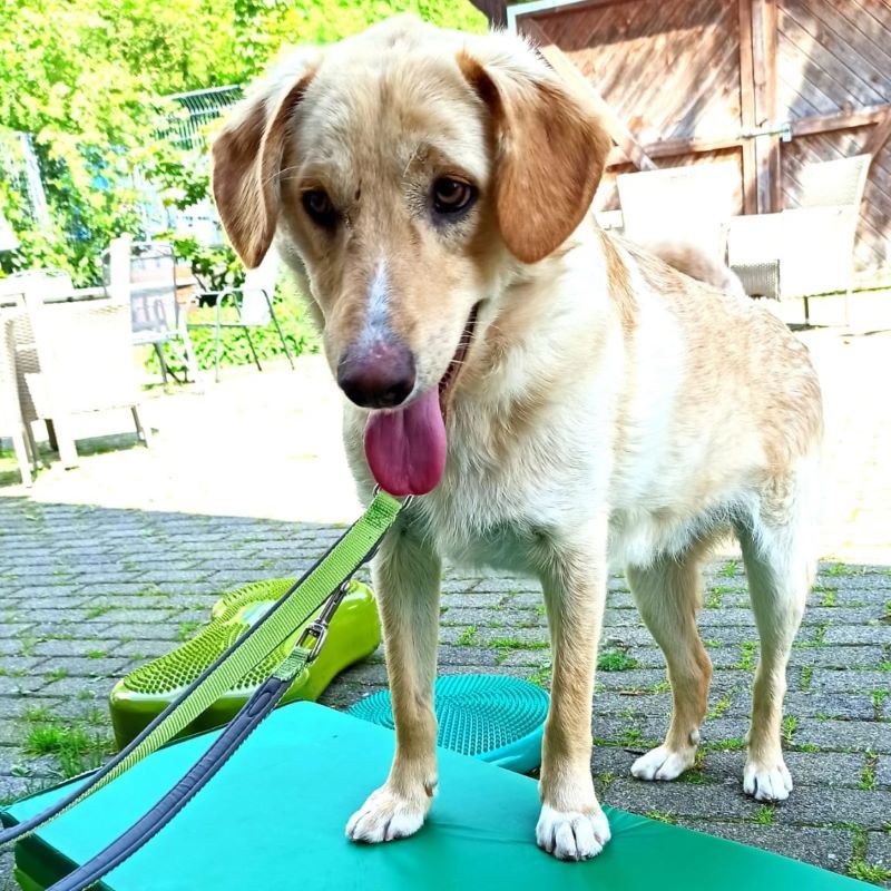 Physiotherapie für die besonderen Tiere
