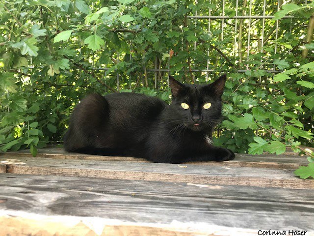 Katze Bea