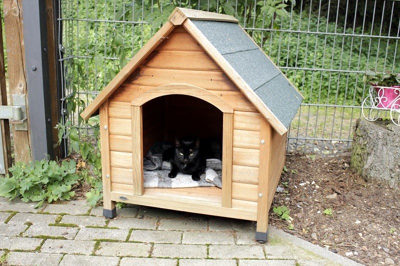 Katze Bea
