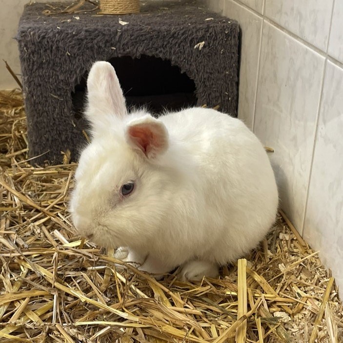 Bunny