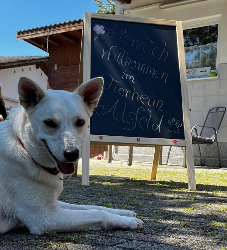 Dritter Kinder- und Jugendtag im Tierheim Alsfeld
