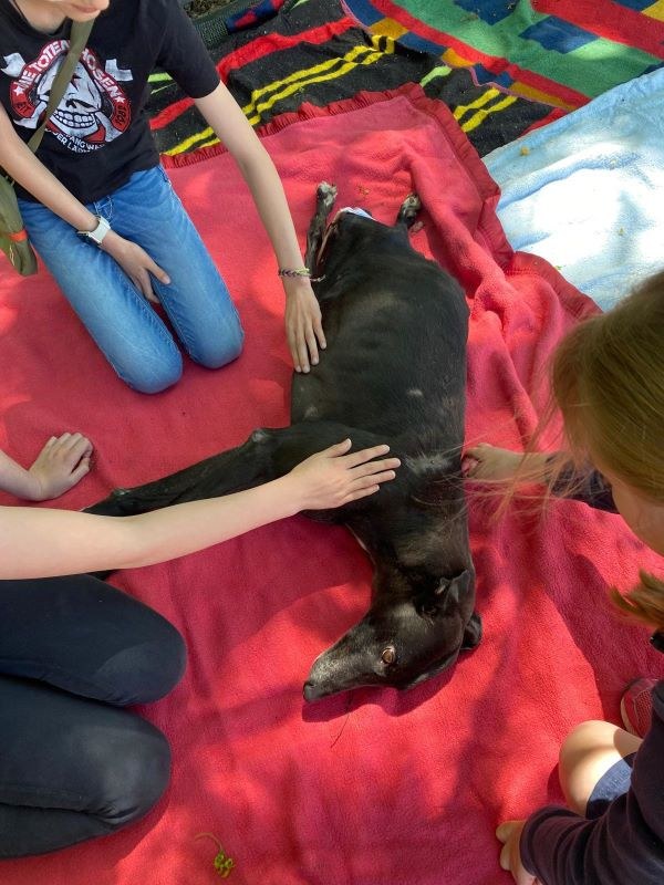 Dritter Kinder- und Jugendtag im Tierheim Alsfeld