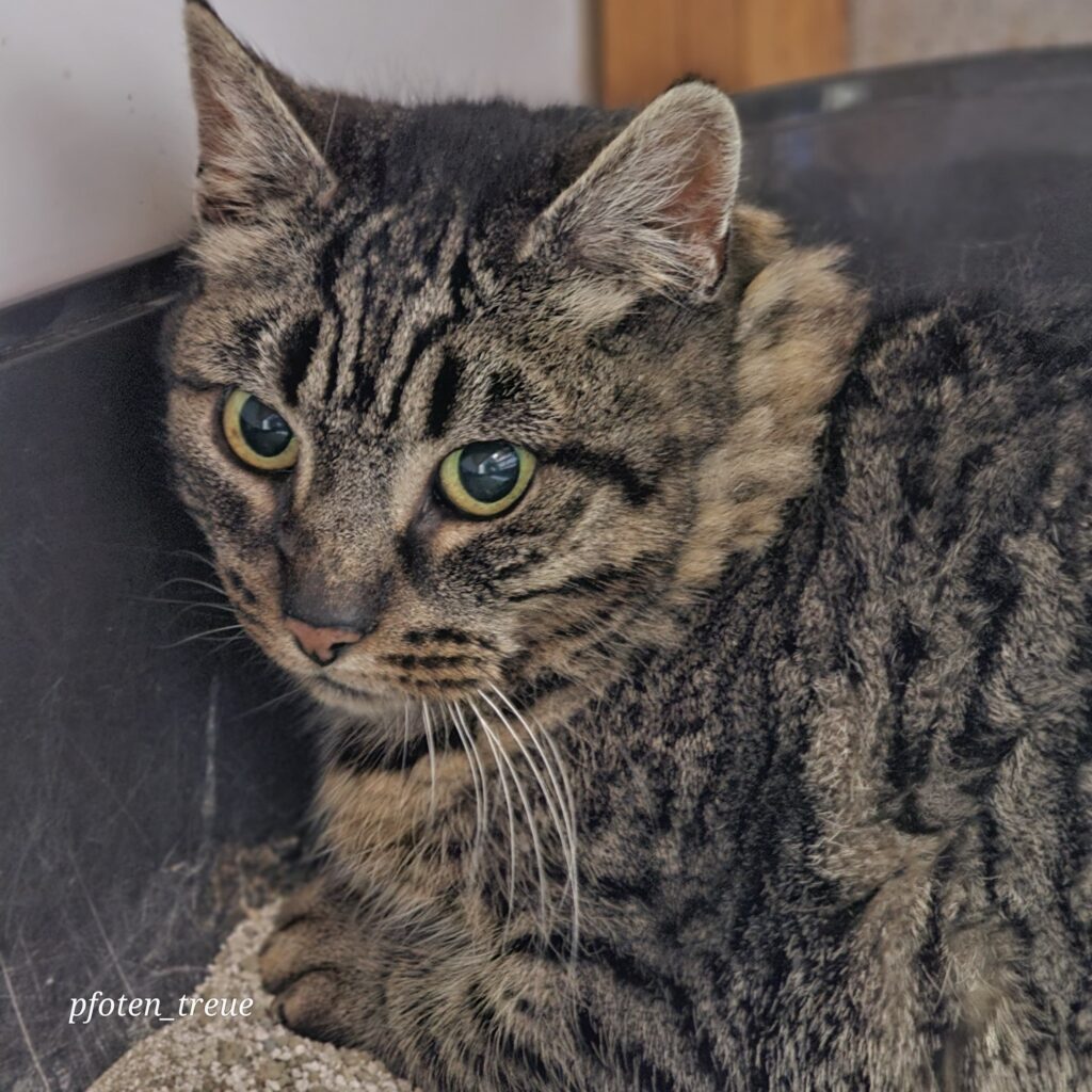 Astrid - auf Pflegestelle-