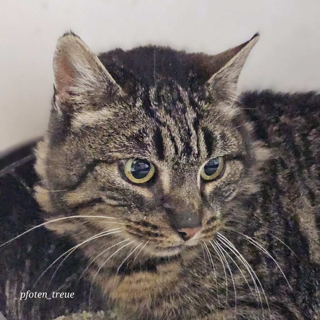 Astrid - auf Pflegestelle-