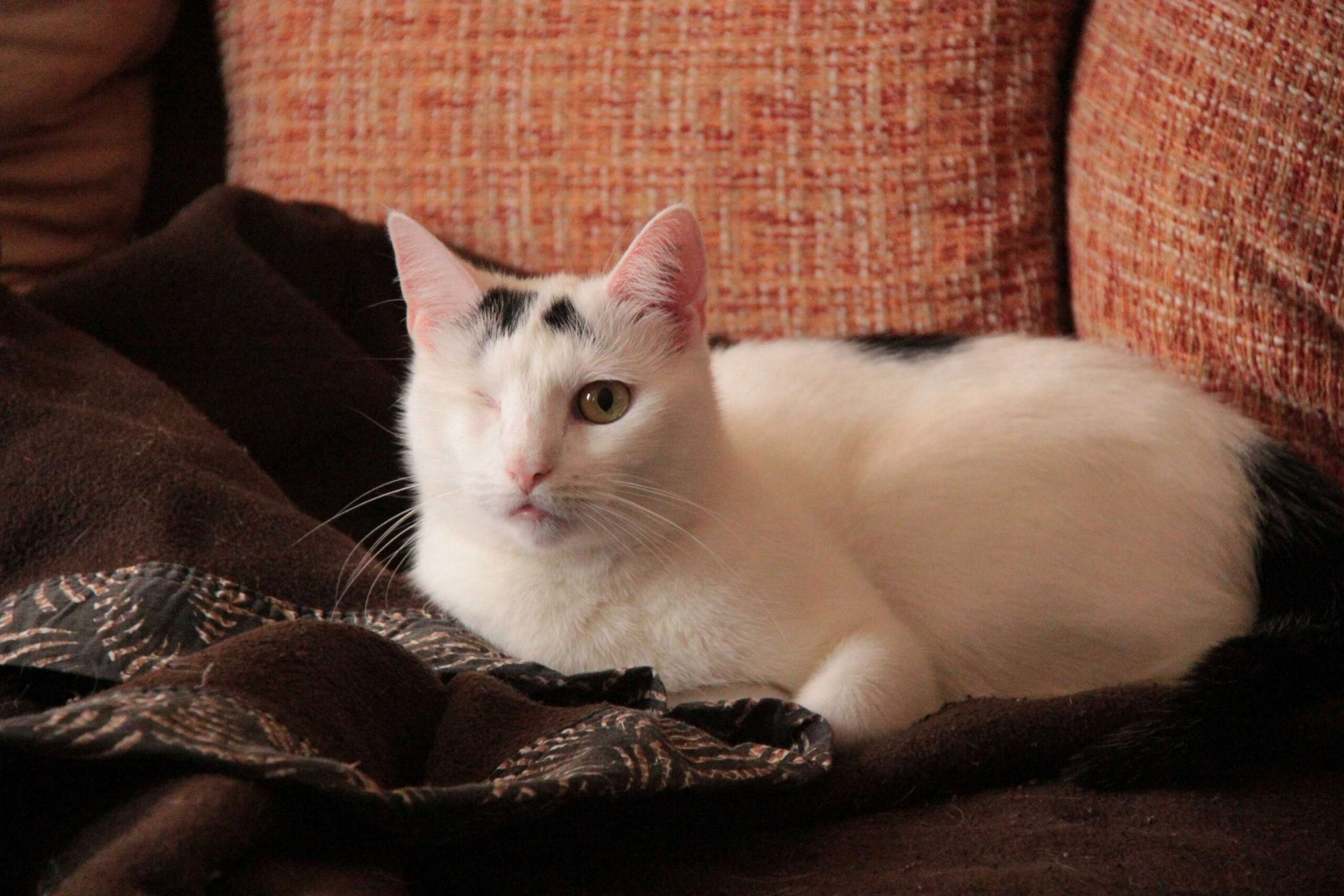 Katze Mimi