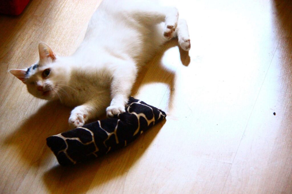 Katze Mimi