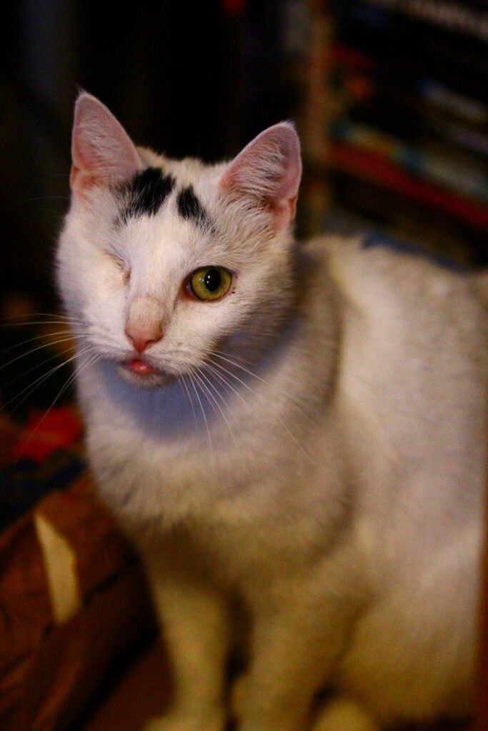 Katze Mimi