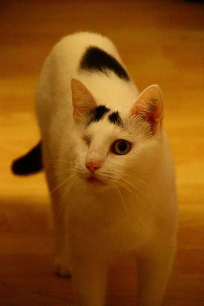 Katze Mimi