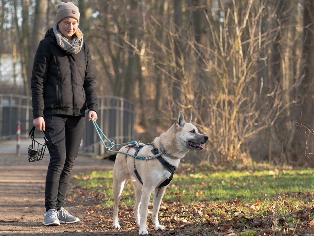 Hundeschule - Ein Ausflug durch die Stadt