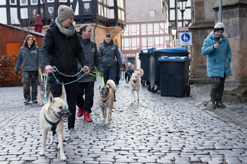 Hundeschule - Ein Ausflug durch die Stadt