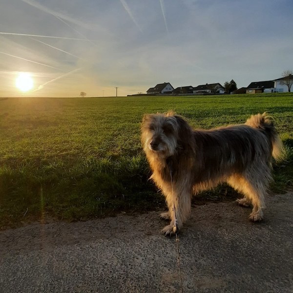 Arlo (Goliath)
