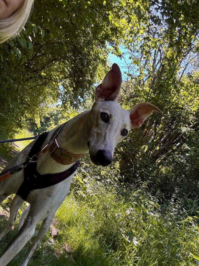 Gemeinsam unterwegs, Unser Hundetrail war ein voller Erfolg