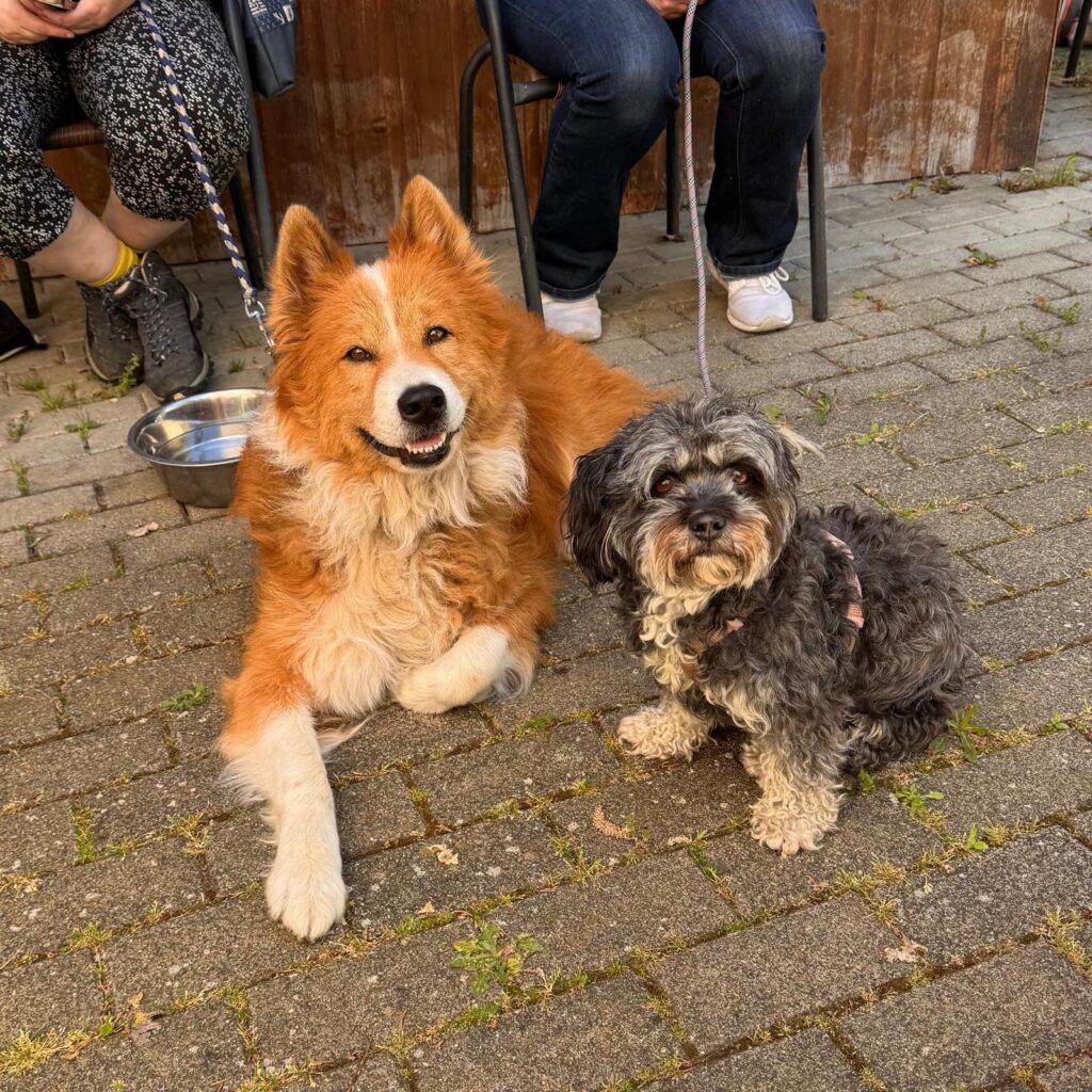 Gemeinsam unterwegs, Unser Hundetrail war ein voller Erfolg