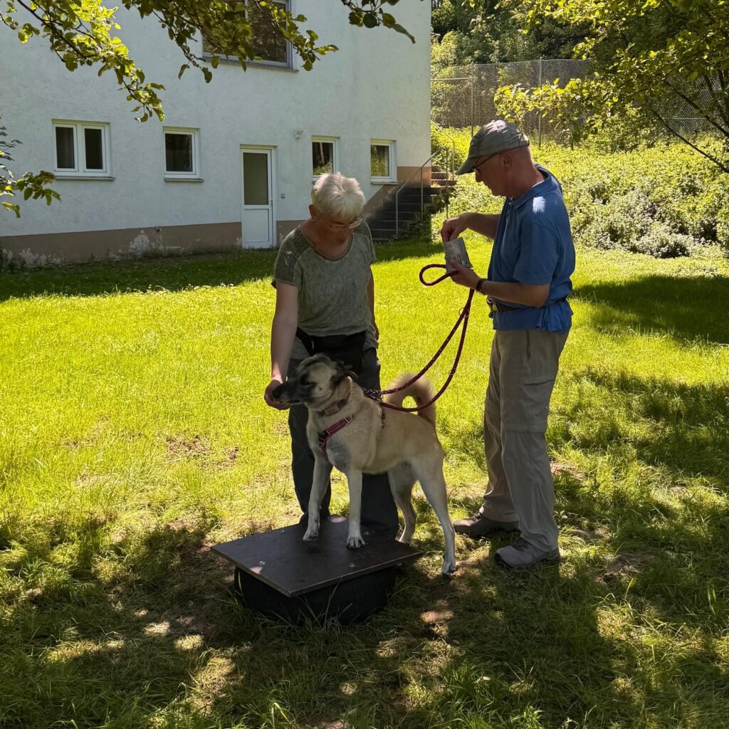 Gemeinsam unterwegs, Unser Hundetrail war ein voller Erfolg