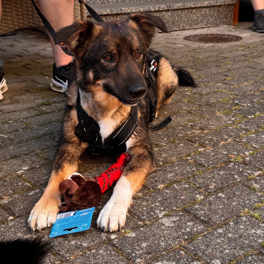 Gemeinsam unterwegs, Unser Hundetrail war ein voller Erfolg