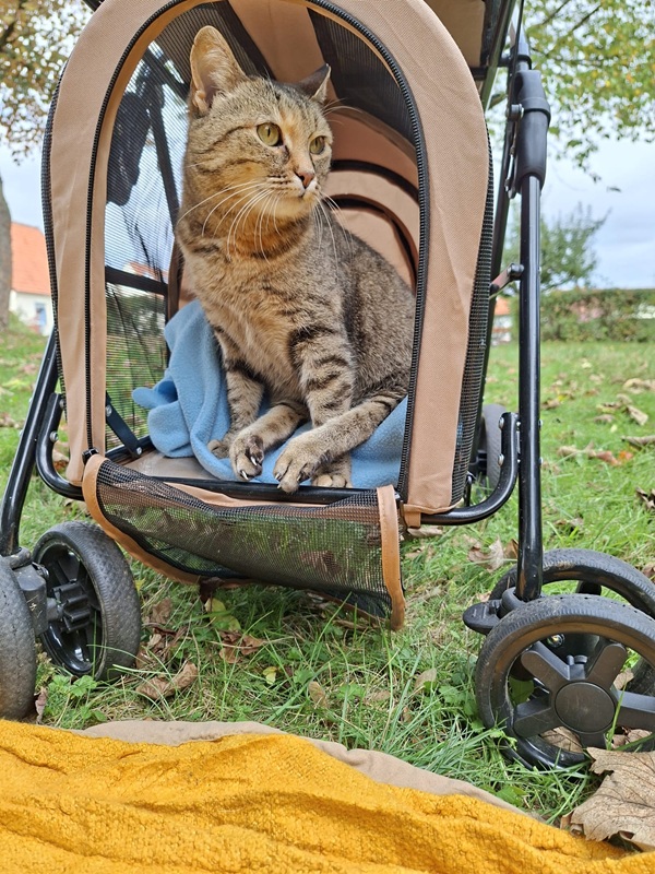 Nachruf für Katze Lila
