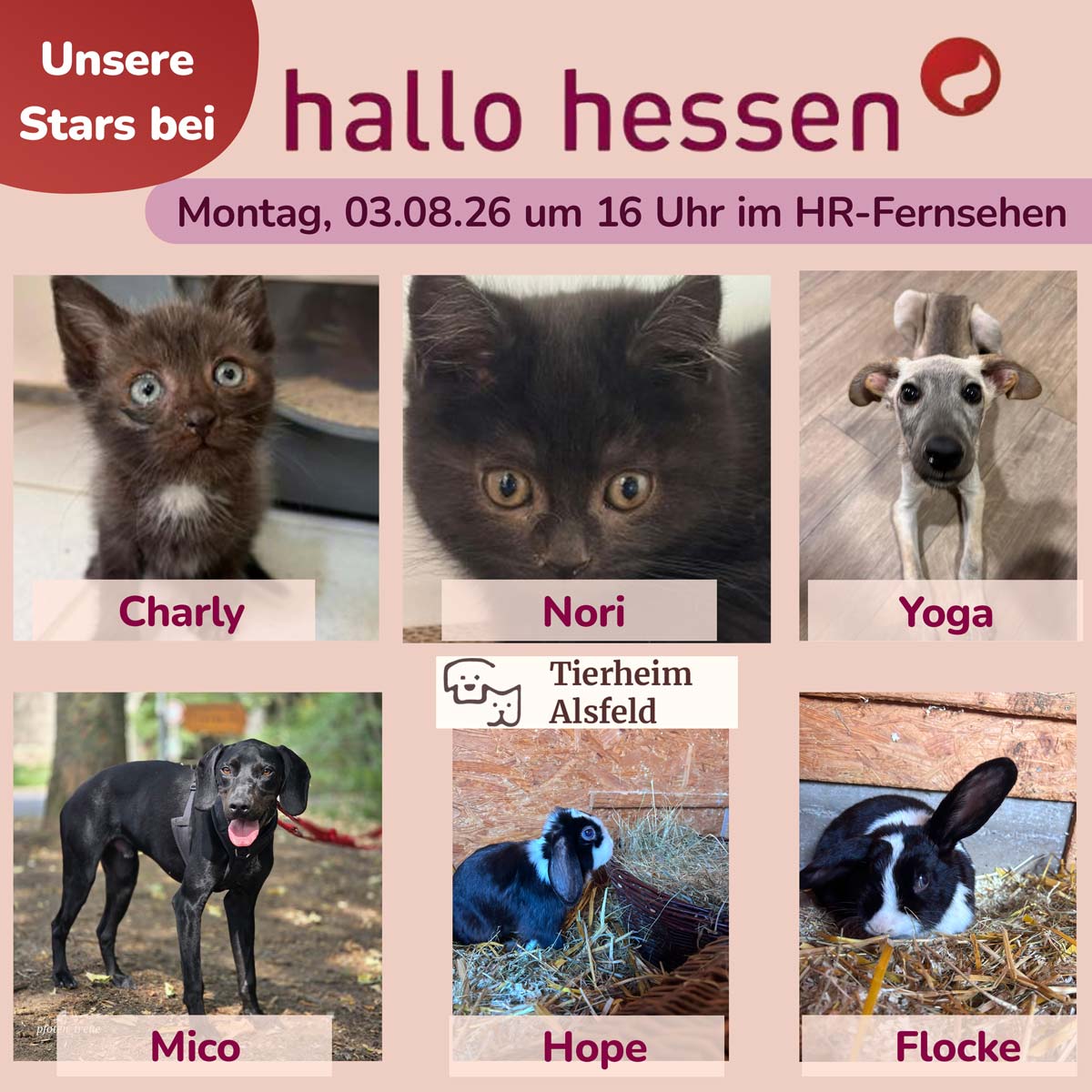 Unsere Stars sind am 03.08. zu Gast bei Hallo Hessen