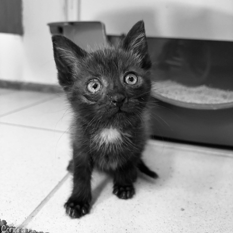 Nachruf Kater Charlie