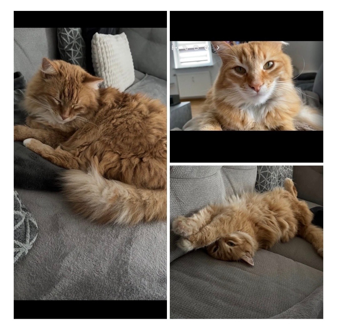 Kater Lulu wird in 34621 Leimsfeld vermisst!