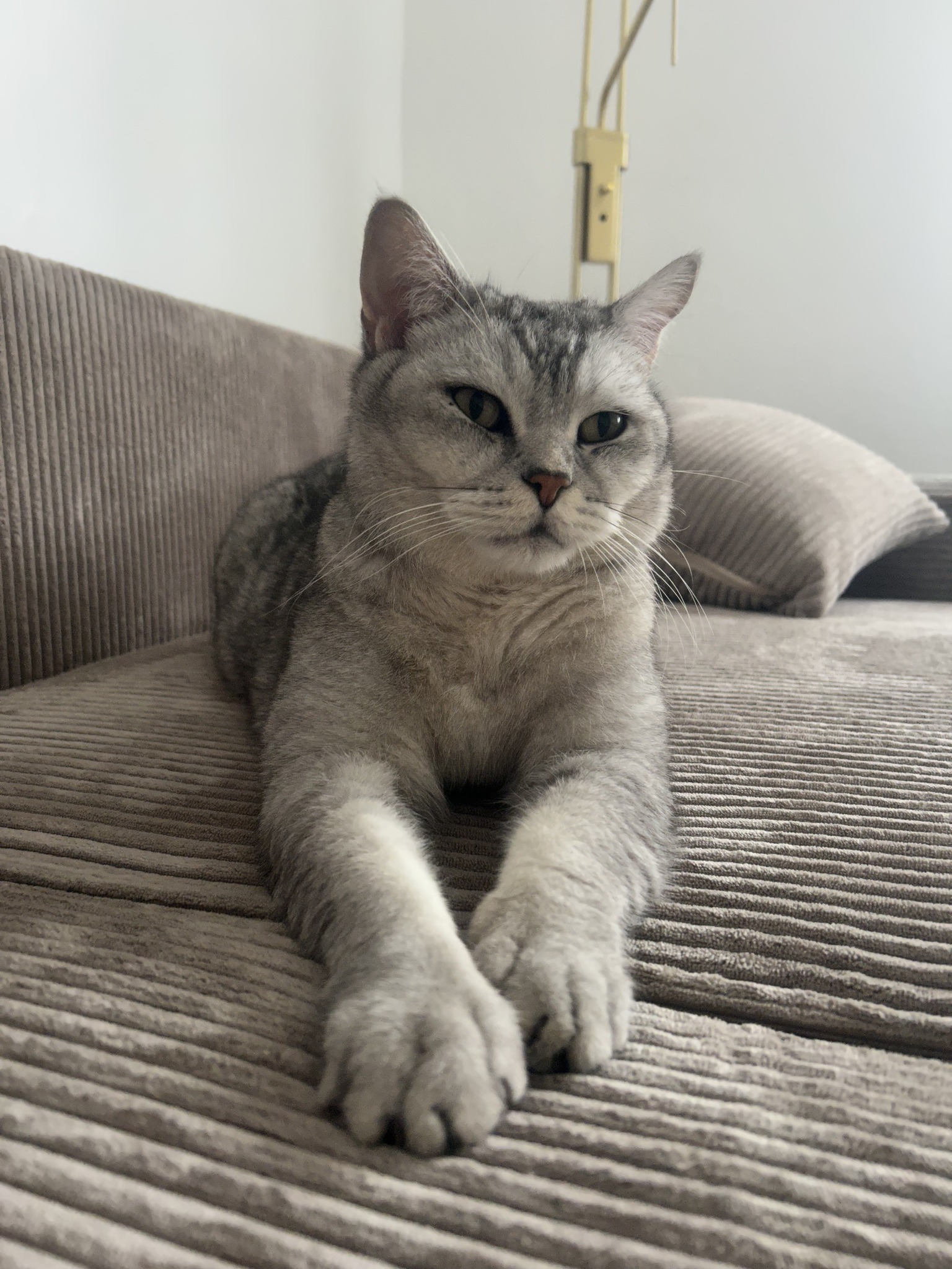 Kater Mischa wird 34614 Schwalmstadt/Trutzhain vermisst!
