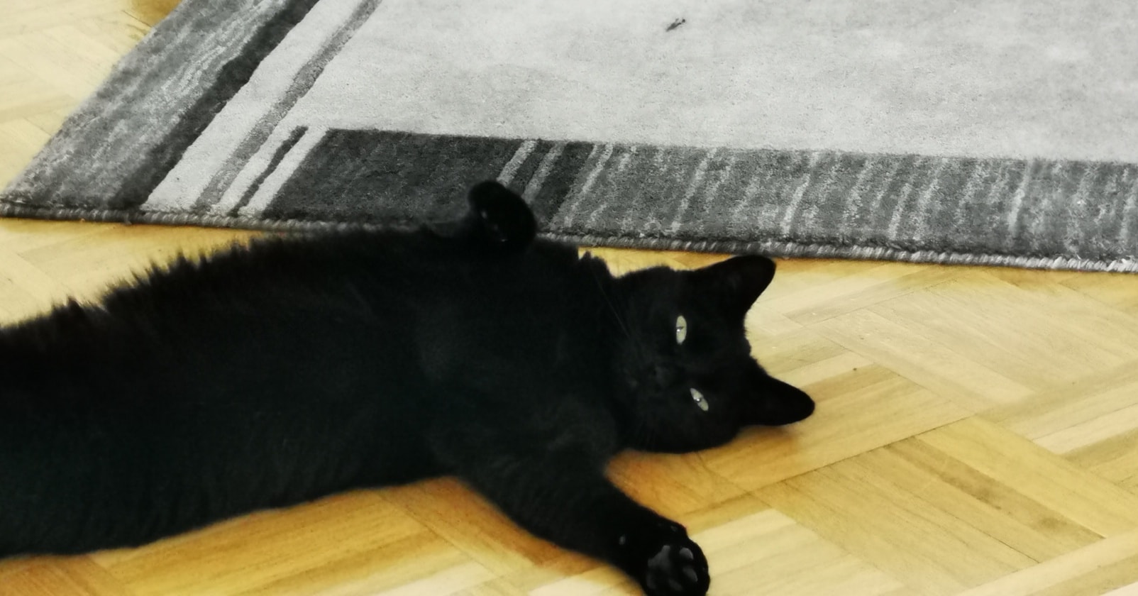 Schwarze Katze namens Sphinx in Alsfeld vermisst!