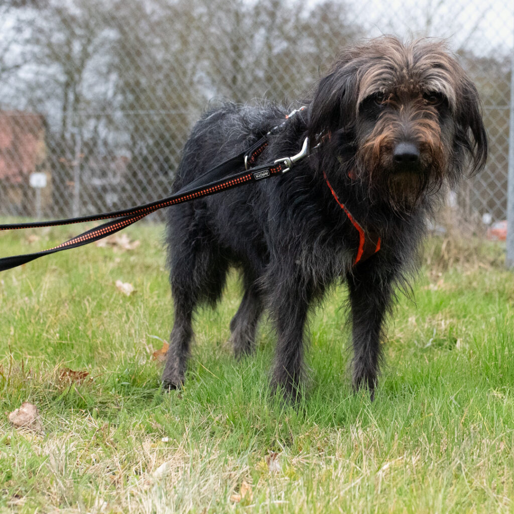 Yoshi -im Tierheim Darmstadt-