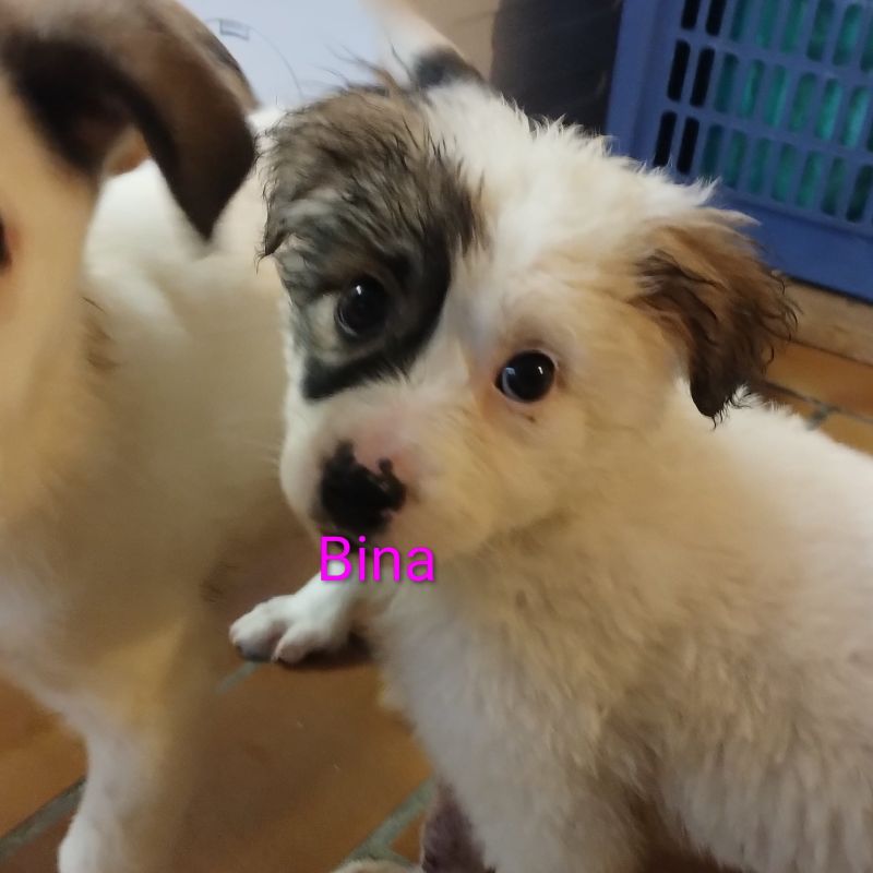 Bina