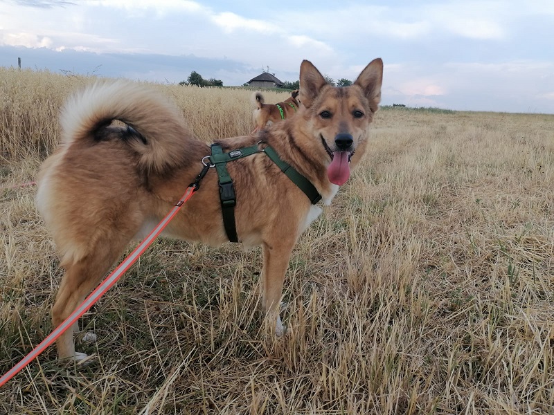 Cookie -auf Trainingsstelle-