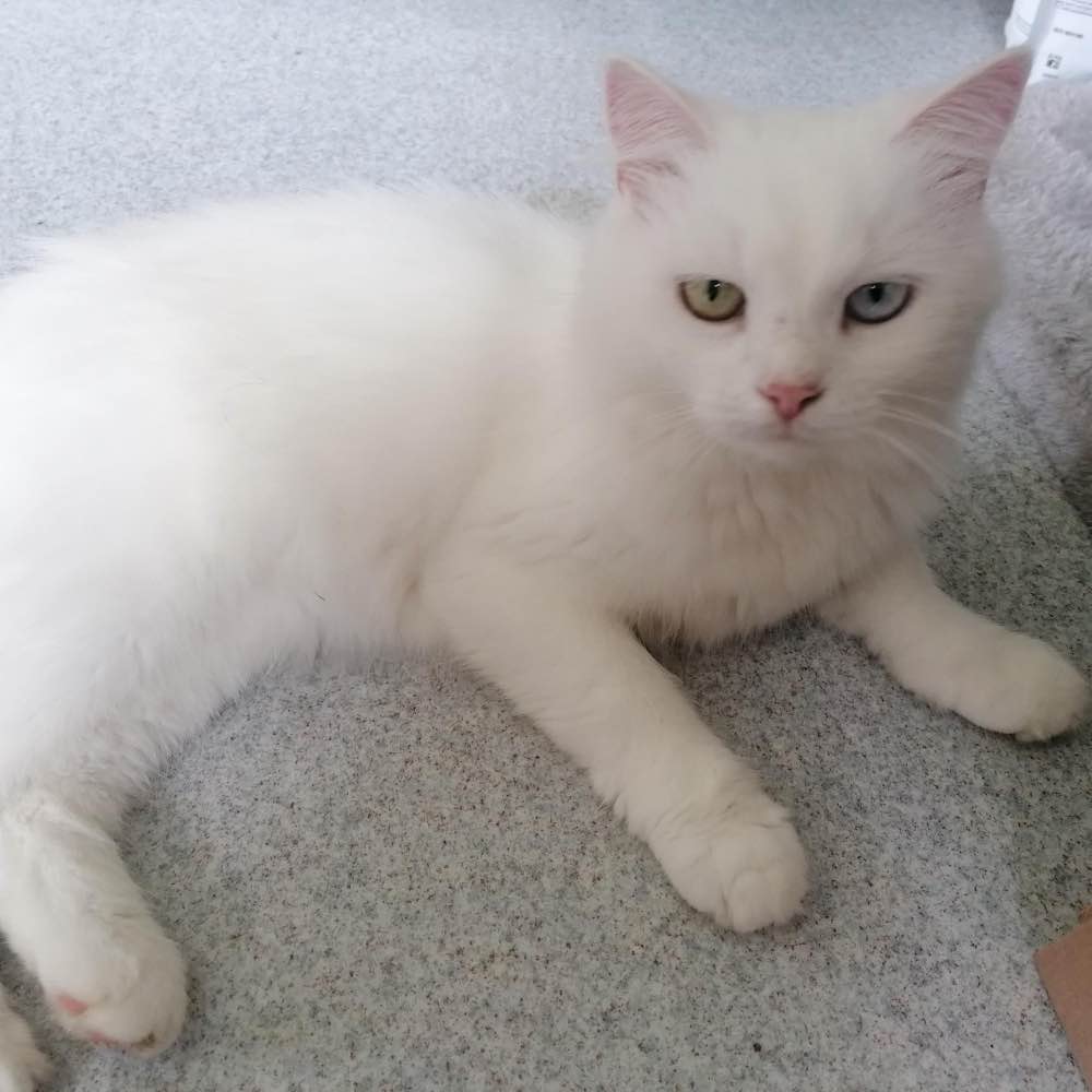 Frieda -Vermittlungshilfe-