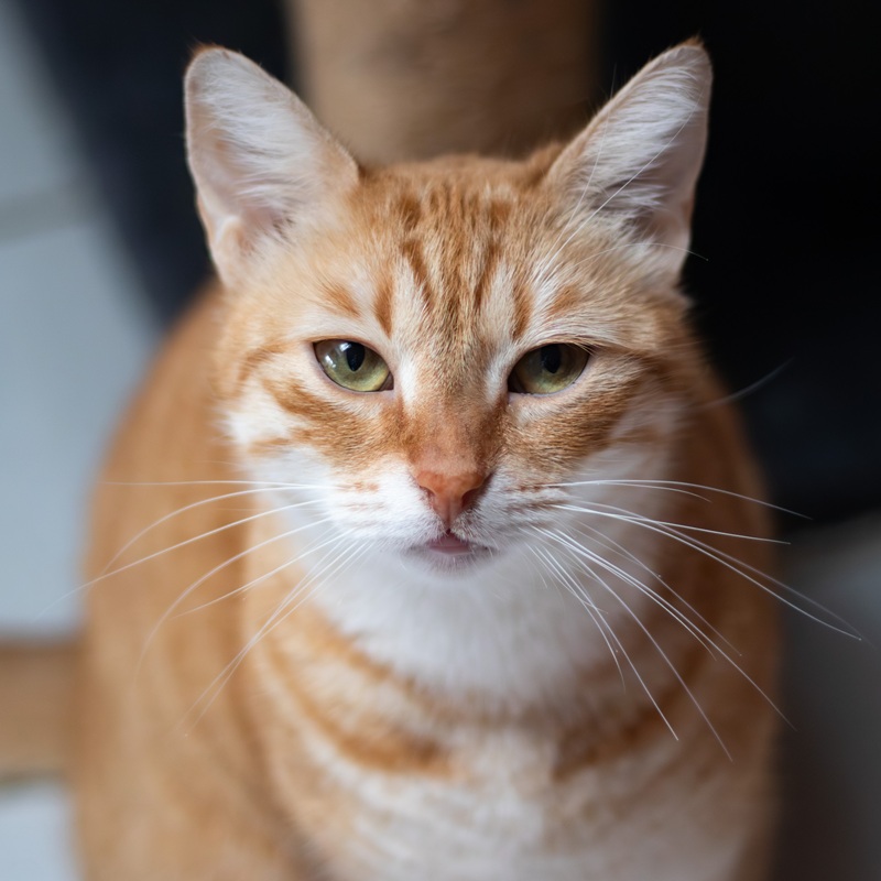 Ginger