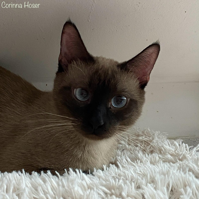 Gruffi