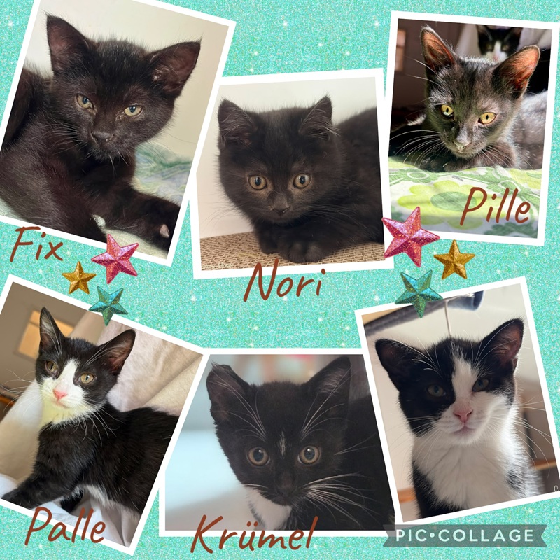 Pille, Palle, Fix, Foxy, Krümel, Nori (auf PS)