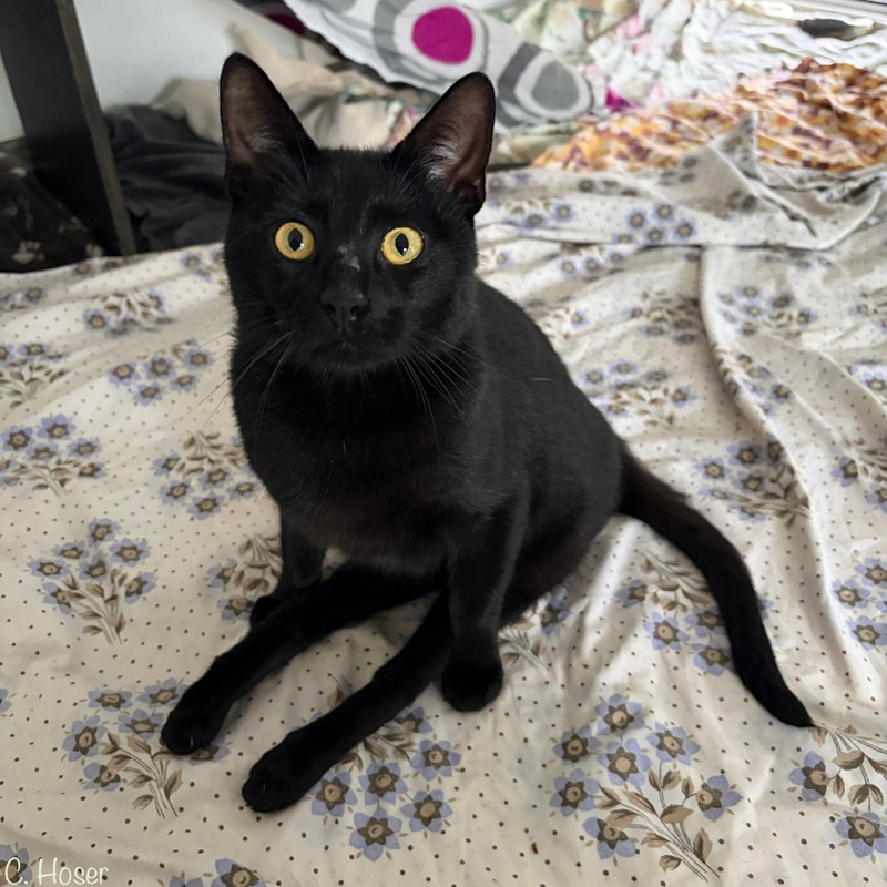 Kuro