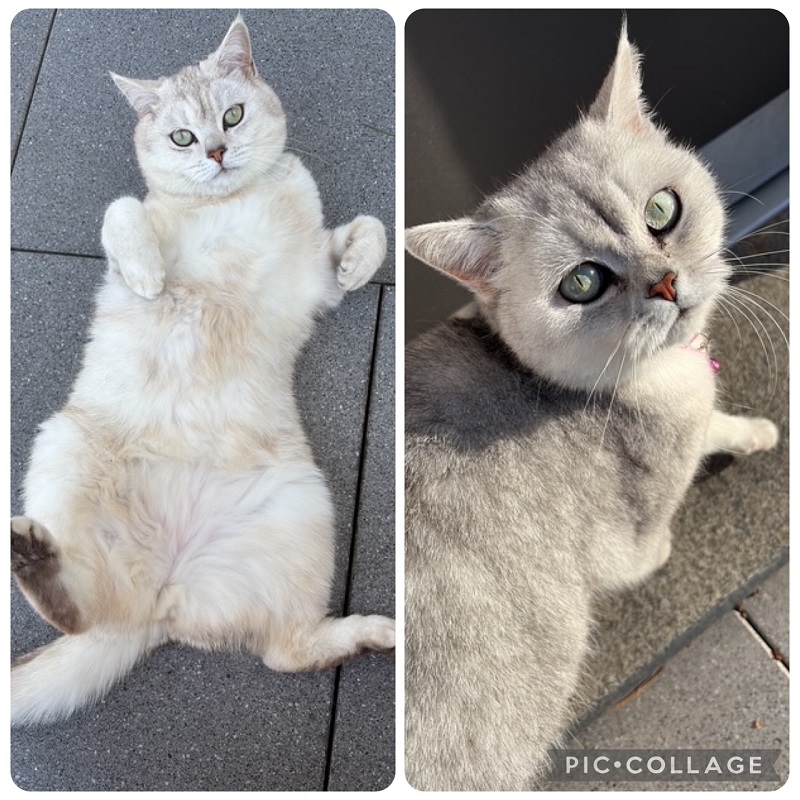 Max und Moritz