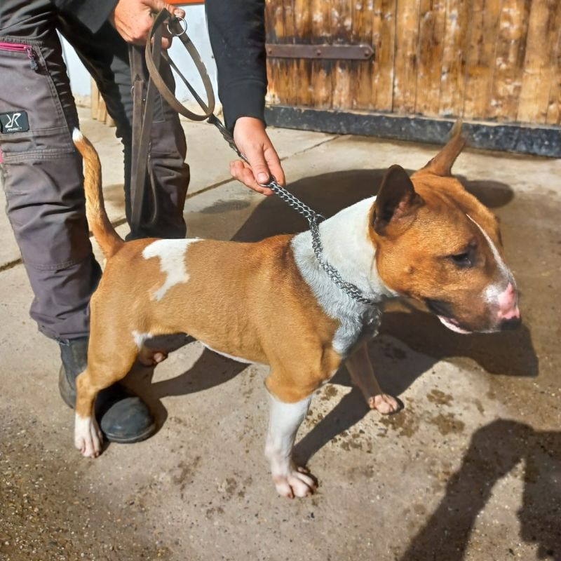 Mini Bullterrier – Vermittlungshilfe –