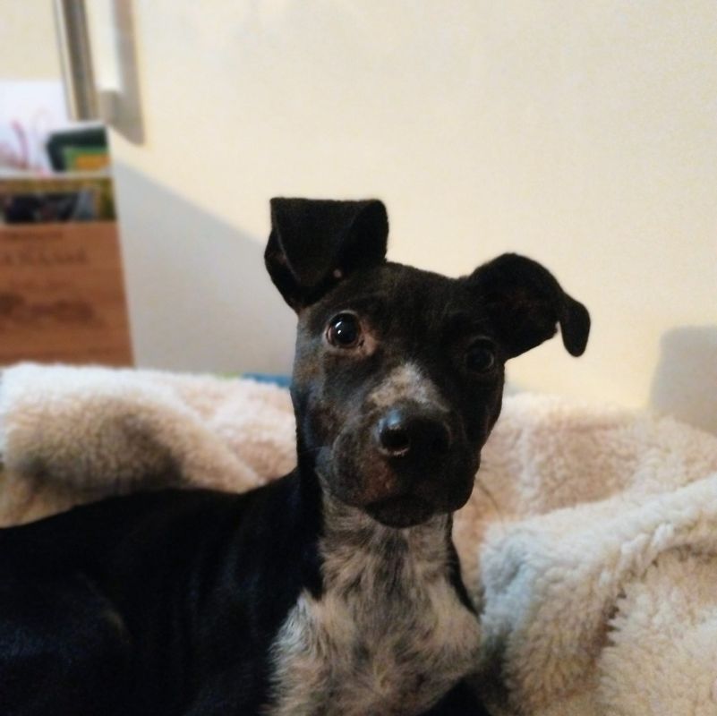 Mojo