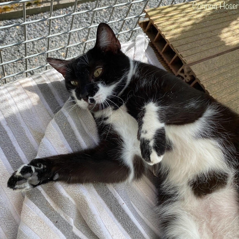Piper