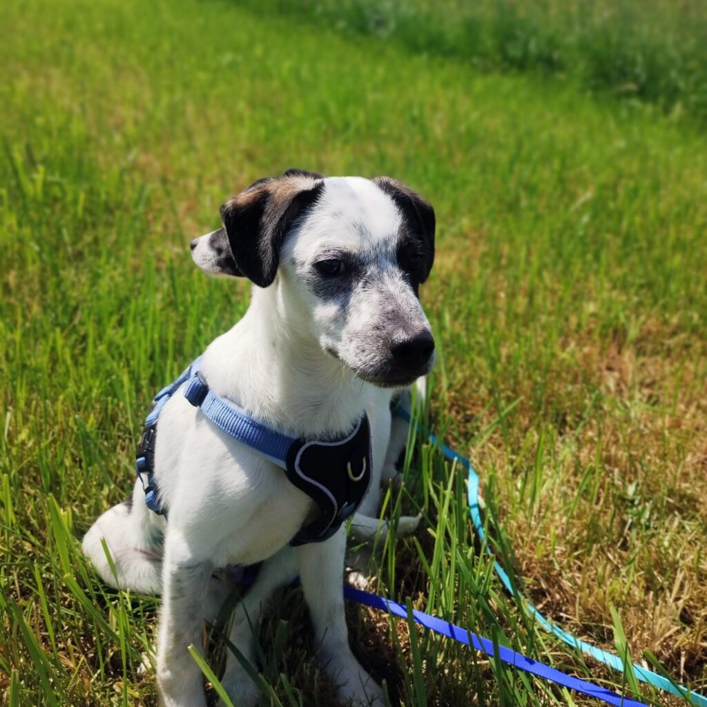 Pongo