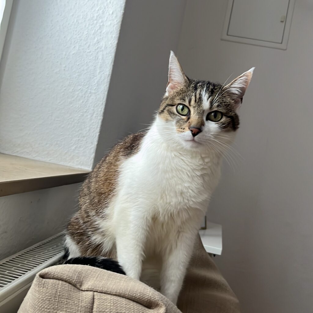Shelly -Vermittlungshilfe-